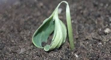 Popis chorob sadby okurek, kontrola a léčba